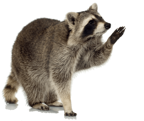 Picture of raccoon