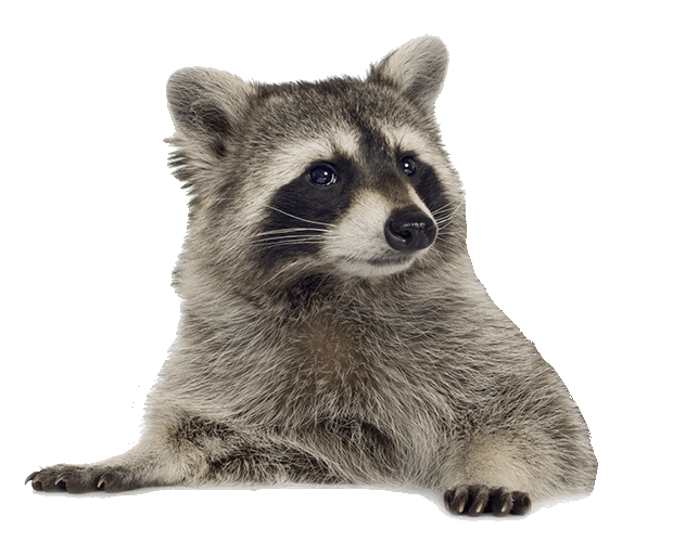 Picture of raccoon